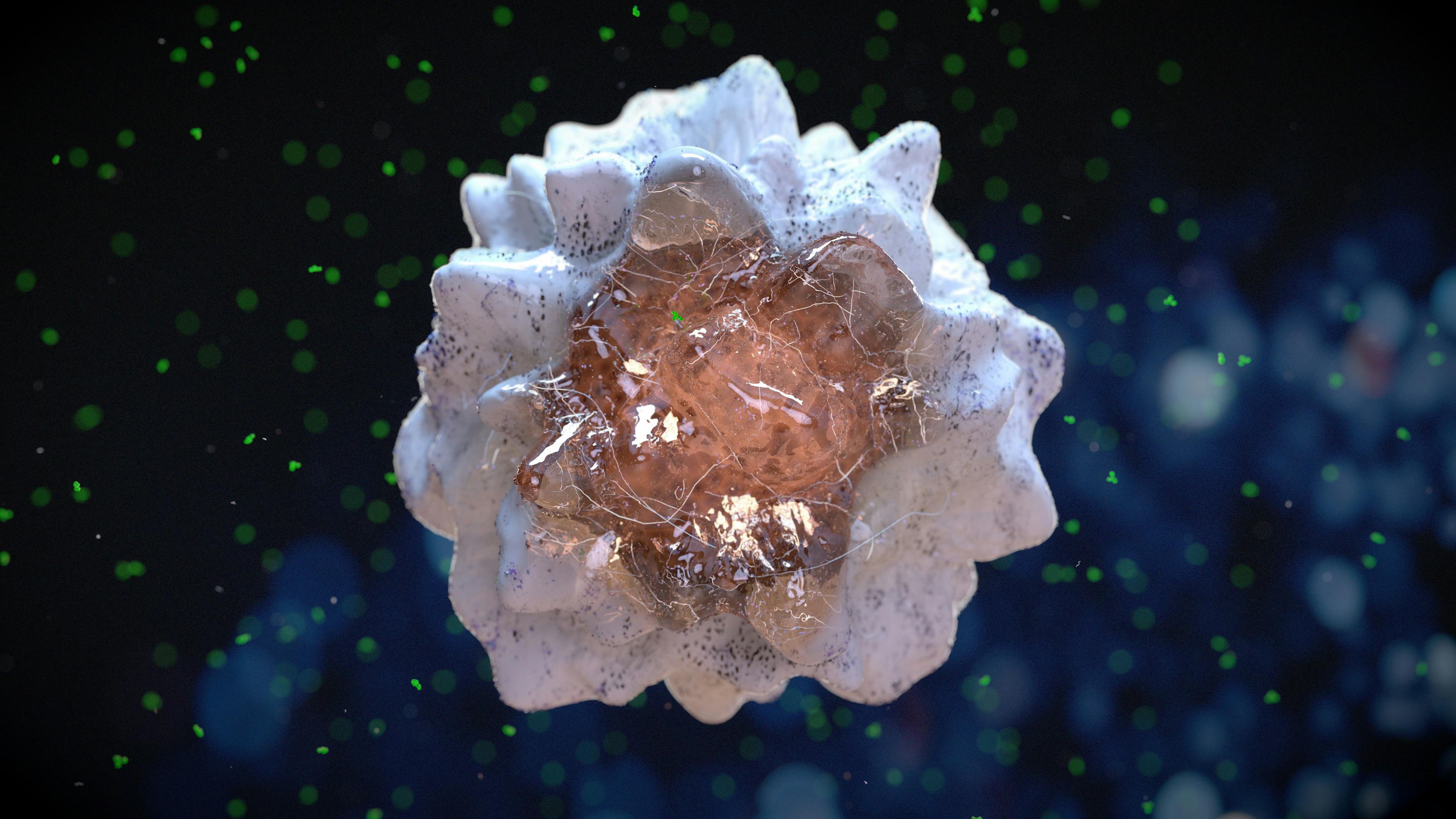 CAR Macrophages Well-Tolerated, May Reprogram Tumor Microenvironments 