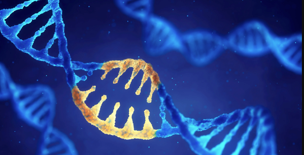 New Research Identifies Safe Harbors for Gene Editing Therapies 